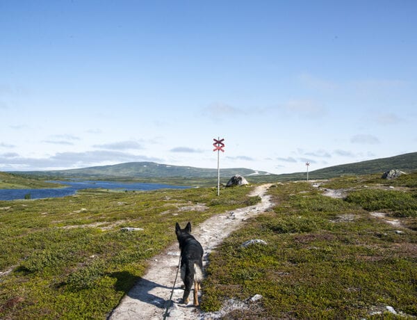 Hiking with dog in Tänndalen