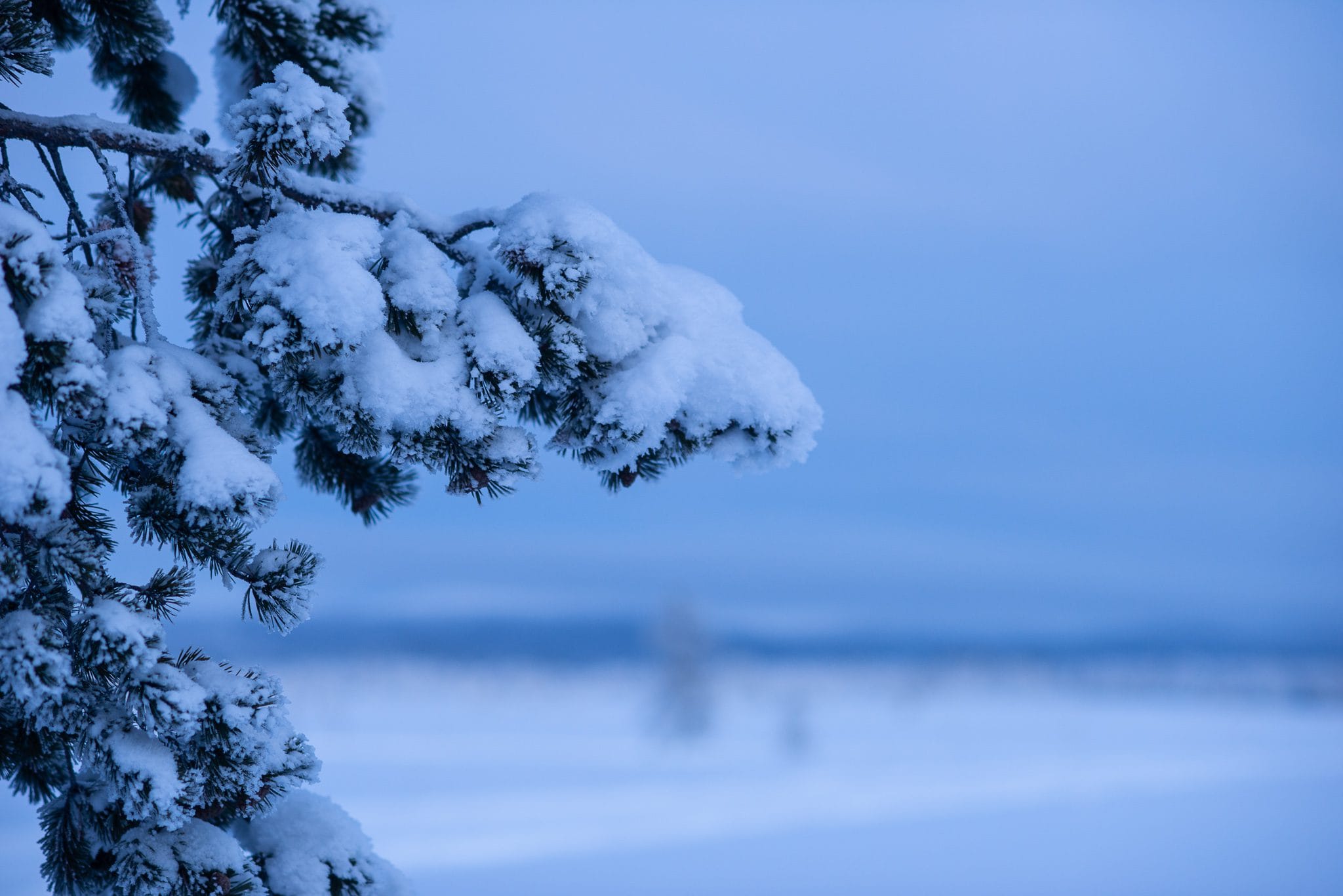 Vinter i Tänndalen, snötyngd gren