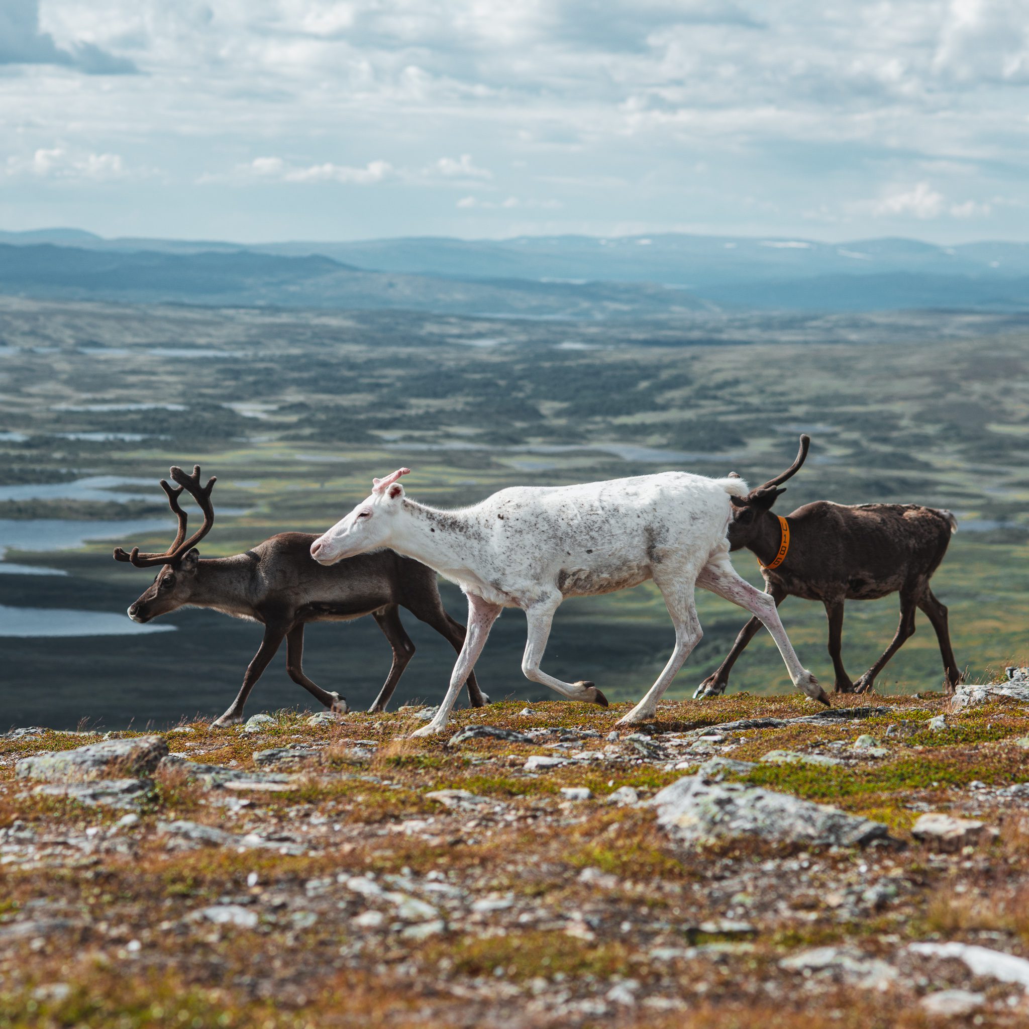 Nej till gruvan