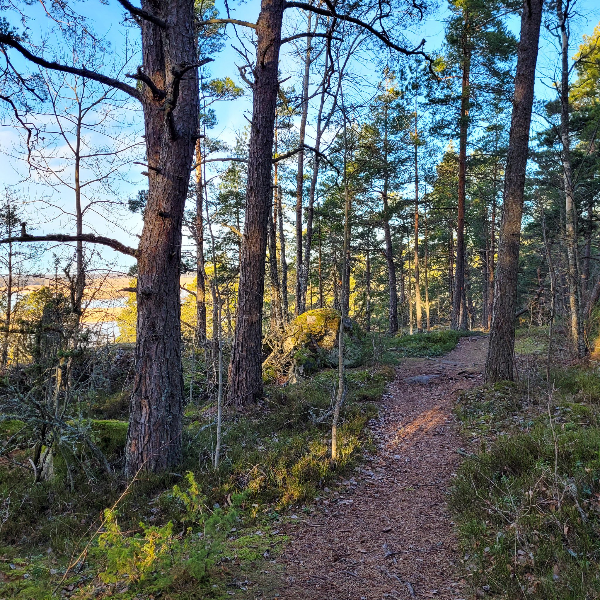 Vandring och fågelskådning i naturreservatet Hjälstaviken