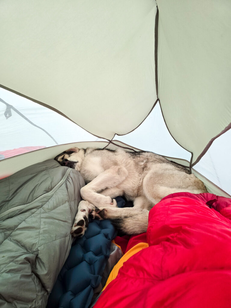 Tips på tält när man har hund