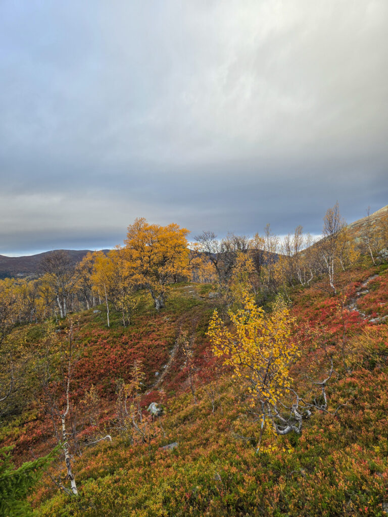 Bastudalen ovanför Bydalen/Högkarledalen