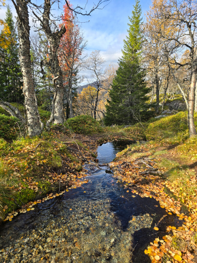 Bäck i skogen på väg upp mot Dromskåran