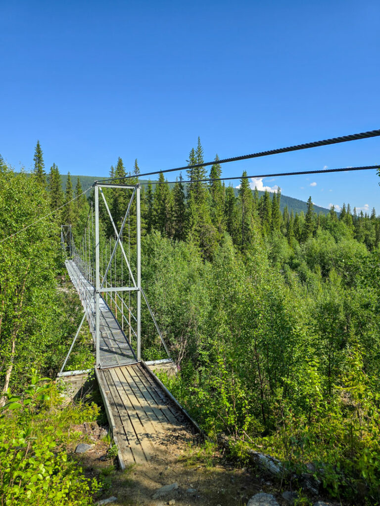 Hjortron på Padjelantaleden-1