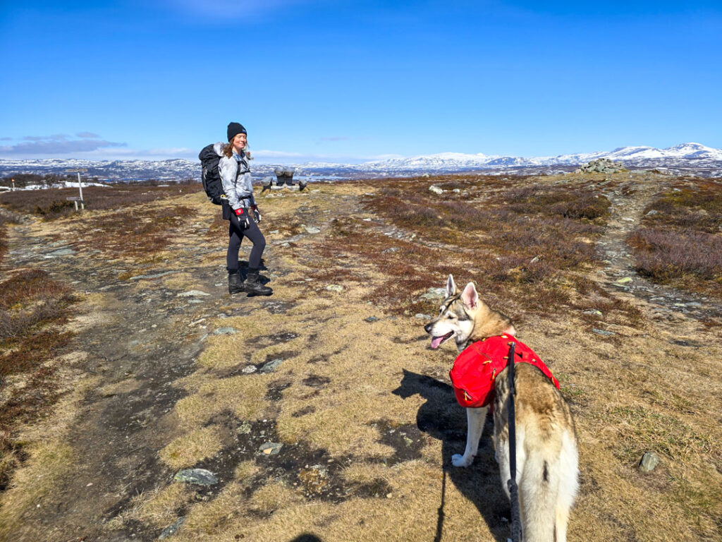Wilda på vandring med hund med packväskor