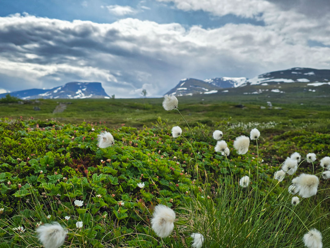Fjällvandring från Abisko till Lapporten_ Čuonjávággi med polarull