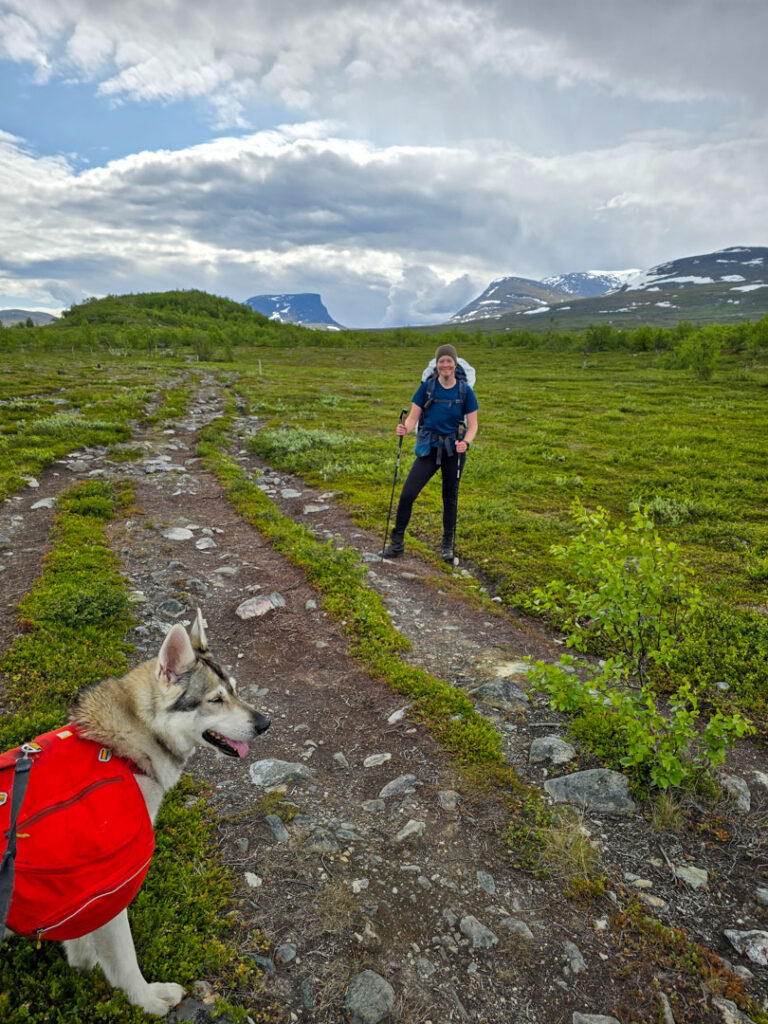 Hund som vandrar till Lapporten med klövjeväskor