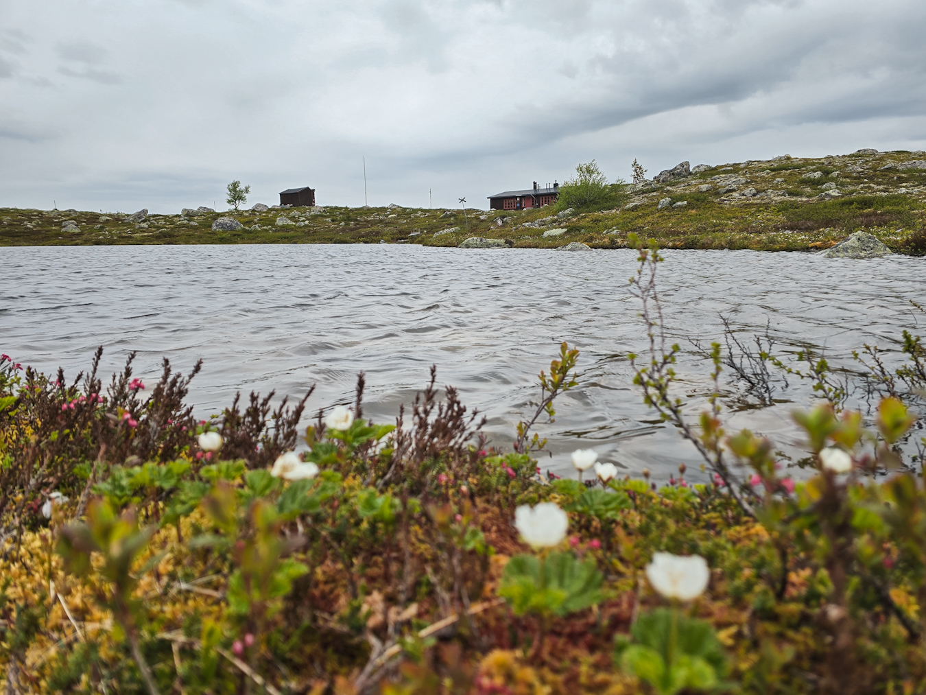 Mulet före midsommar