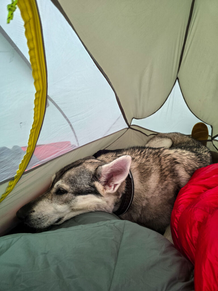 Tälta med hund