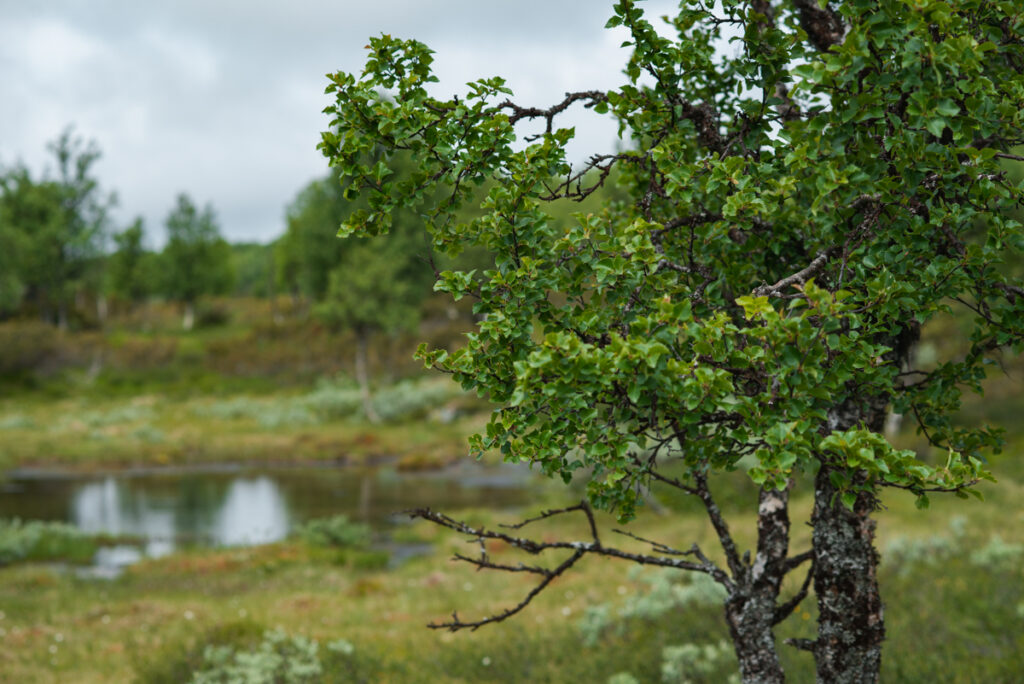 Björk på fjället i Härjedalen, Funäsfjällen