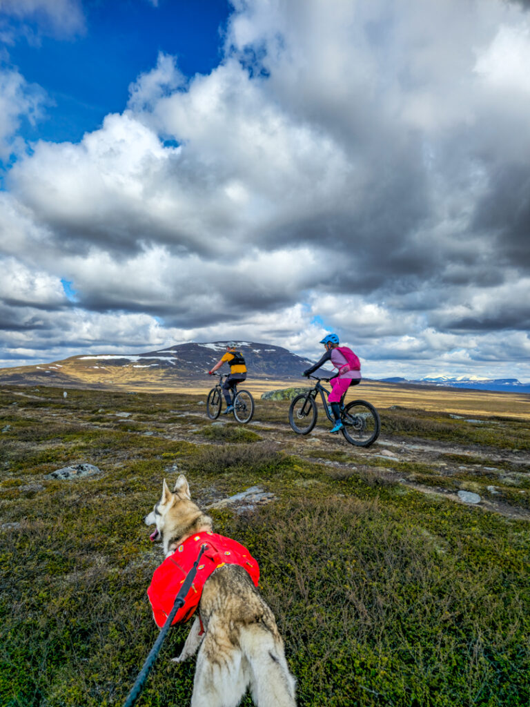 Cykla mountainbike på Skarvleden i Funäsfjällen