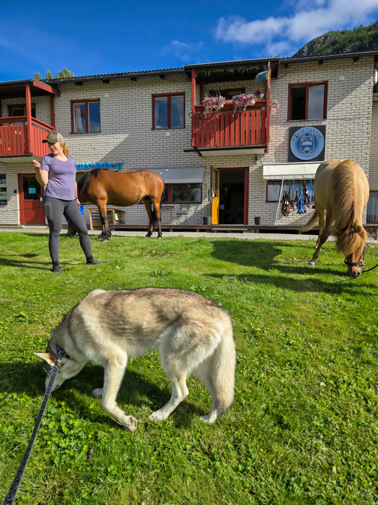 Hundbutiken Härjetassar i Funäsdalen