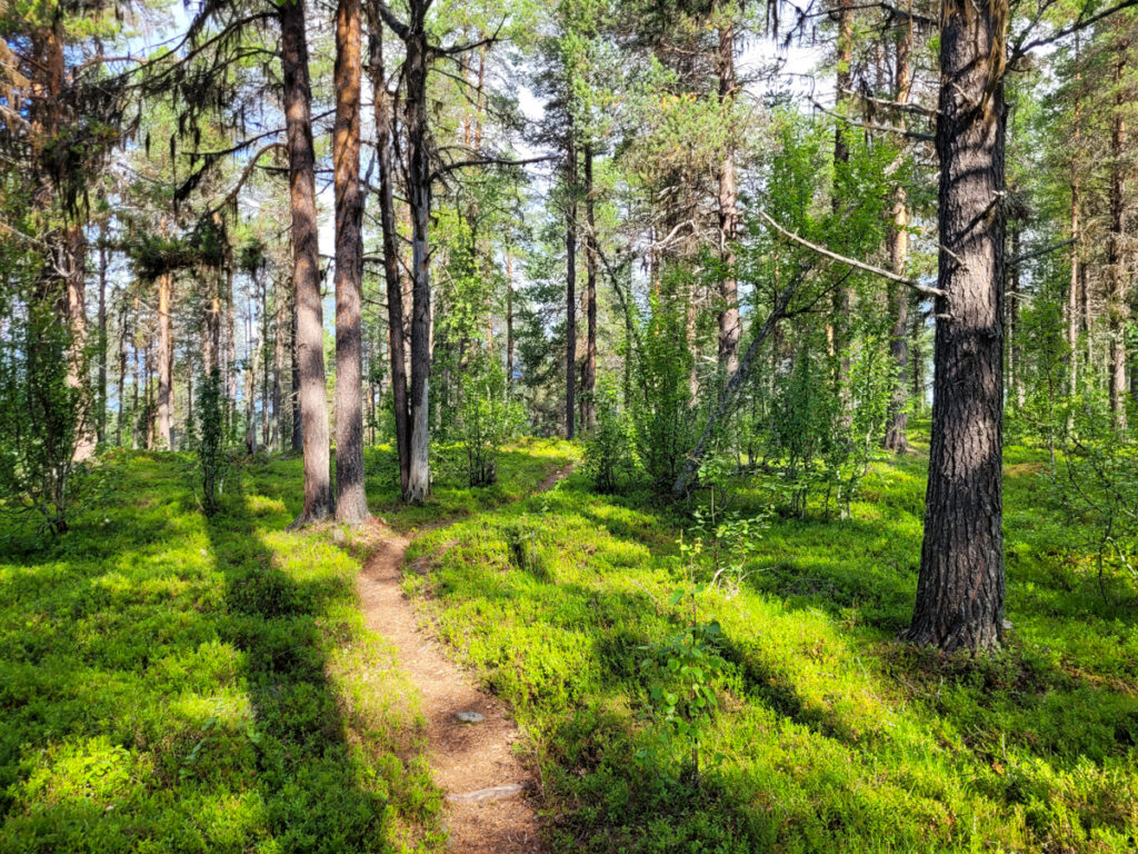 Kungsleden och tallskog i Jäckvik