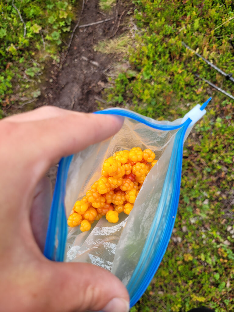 Plocka hjortron längs Kungsleden