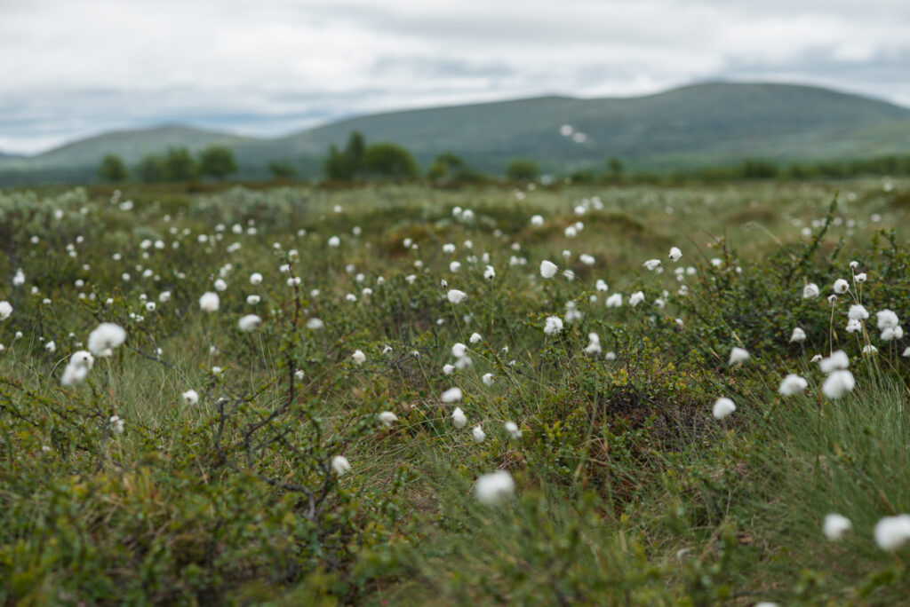 Polarull på fjället i Härjedalen, Funäsfjällen