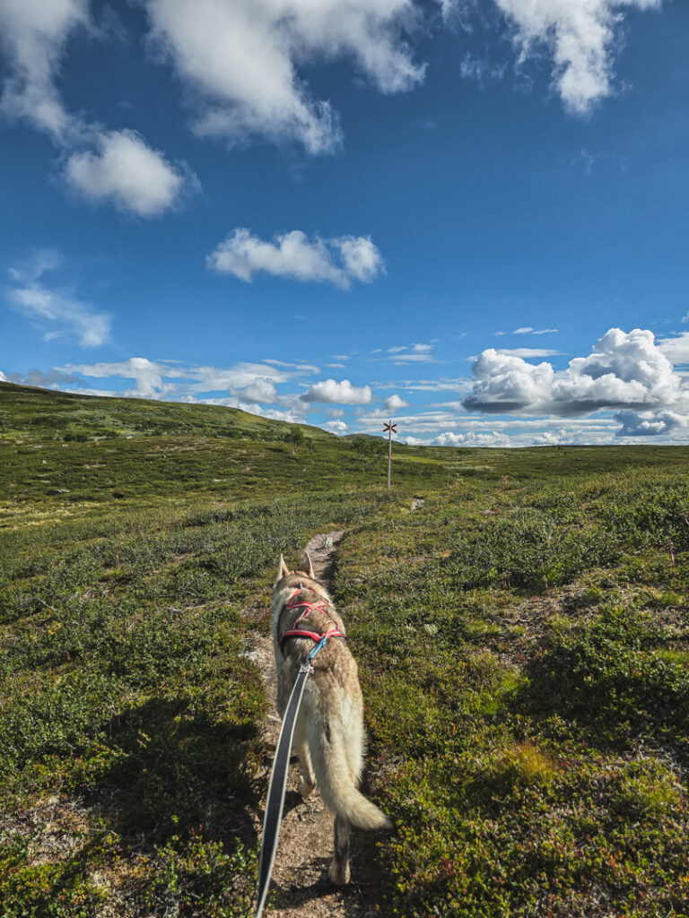 Trailrunning i Tänndalen med hund