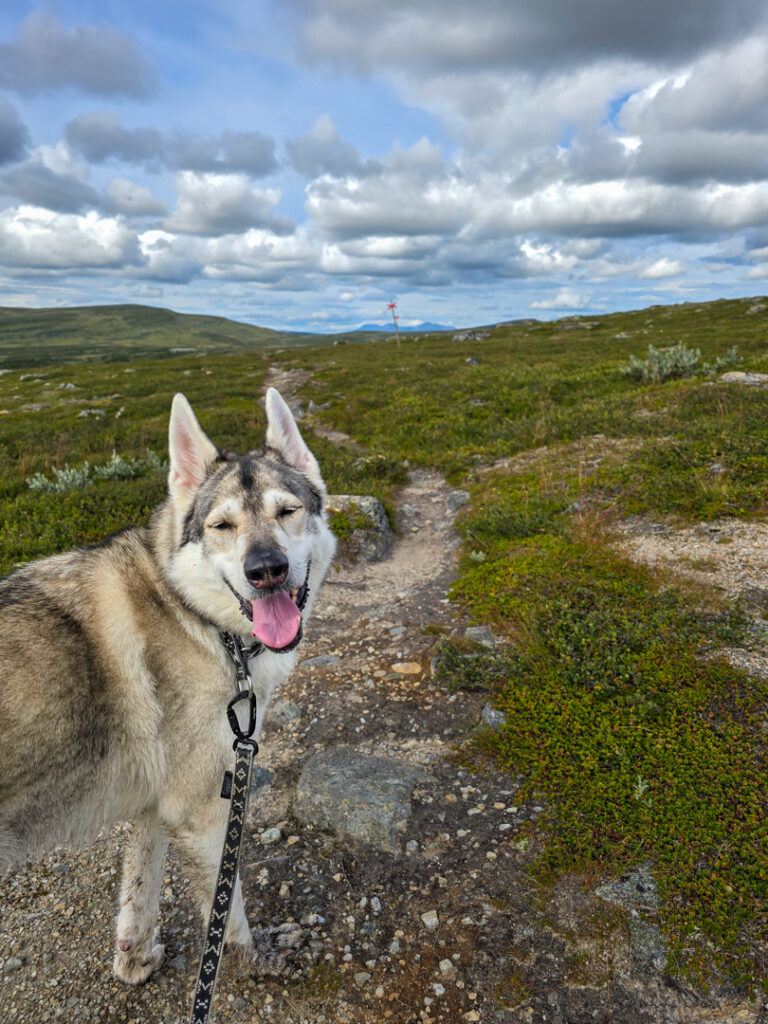 Trailrunning i Tänndalen-3