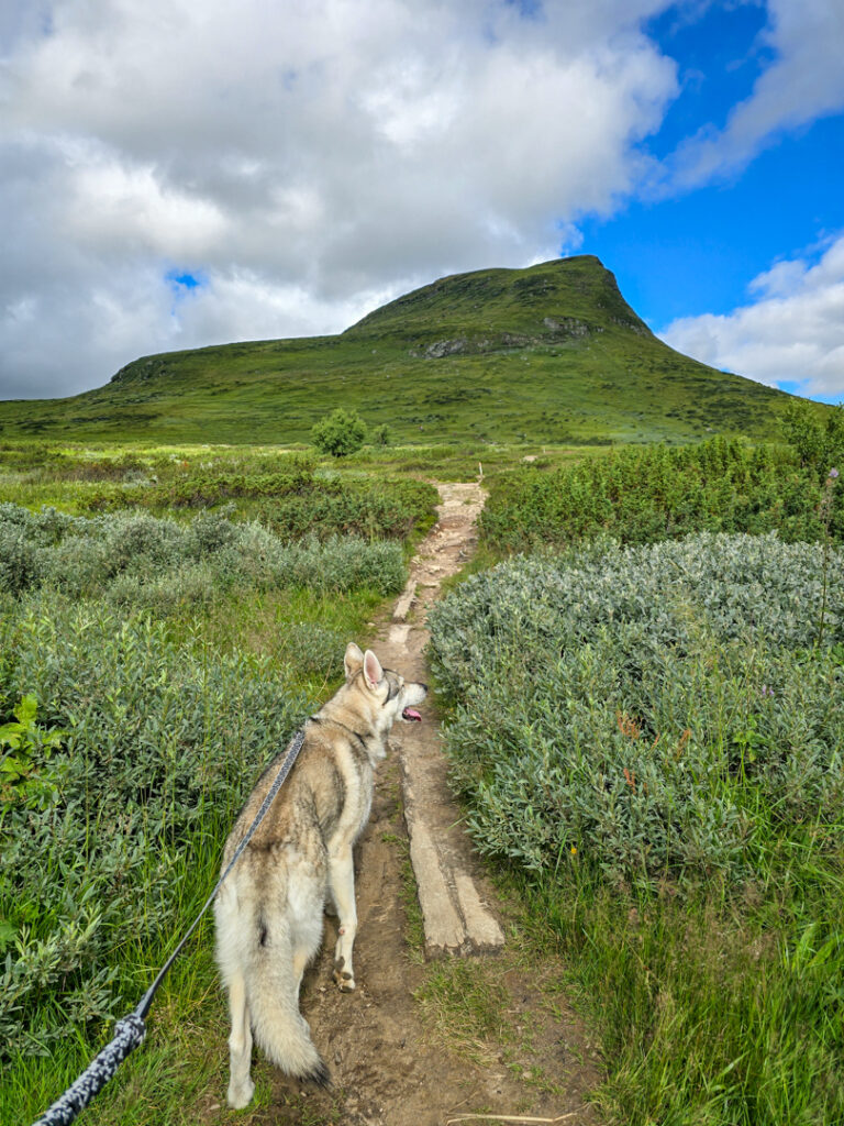 Vandring på Mittåkläppen Funäsfjällen med hund