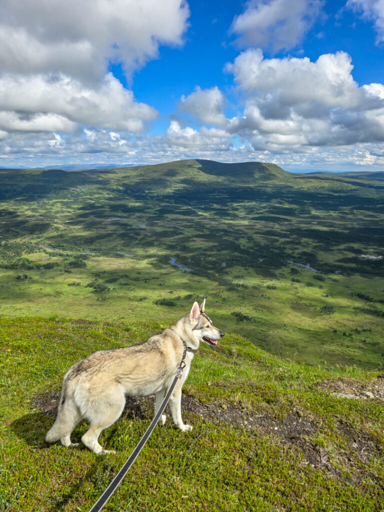 Utsikt från Mittåkläppen i Funäsfjällen